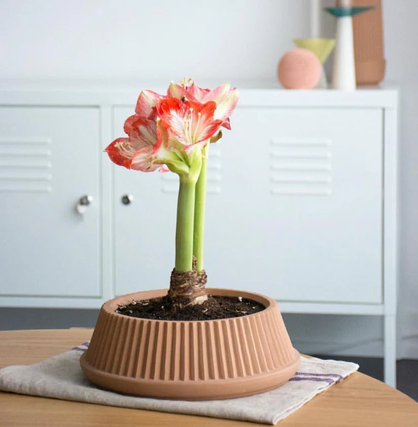 Pleated Dish - Earthenware