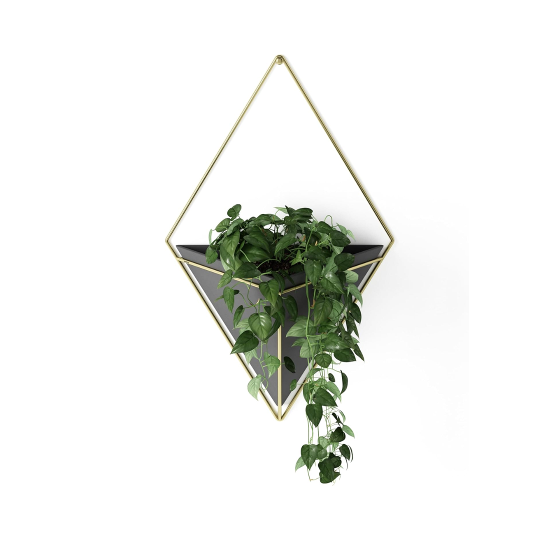 Trigg Wall Display - Black/Brass